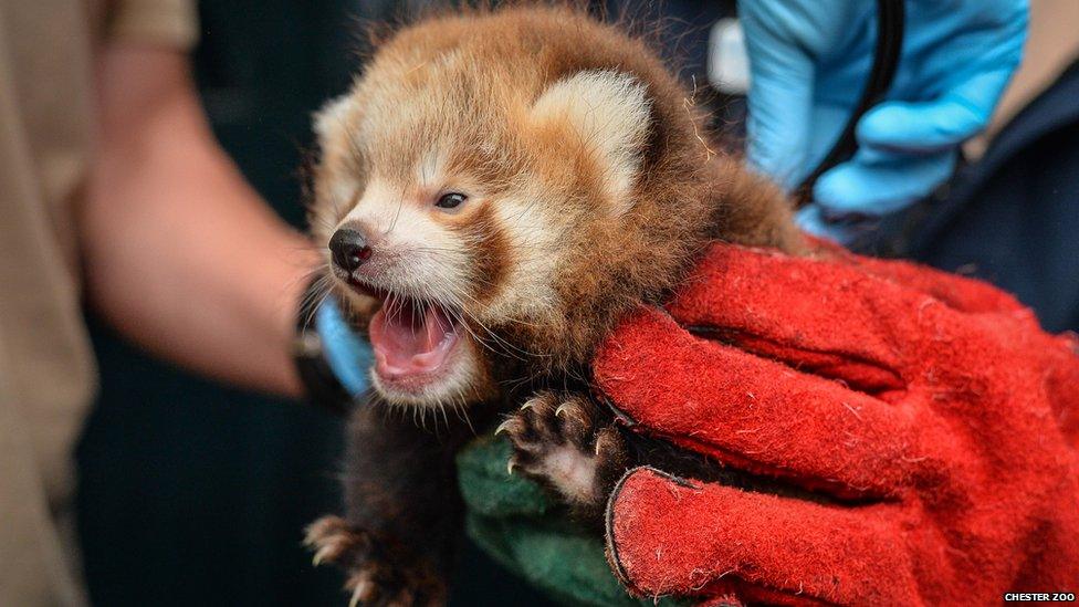 Red panda cub