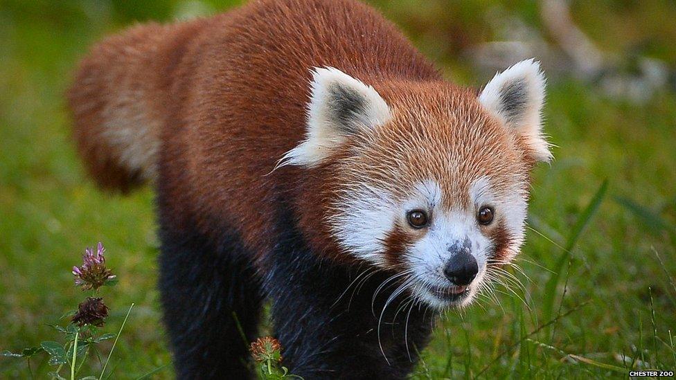 Red panda