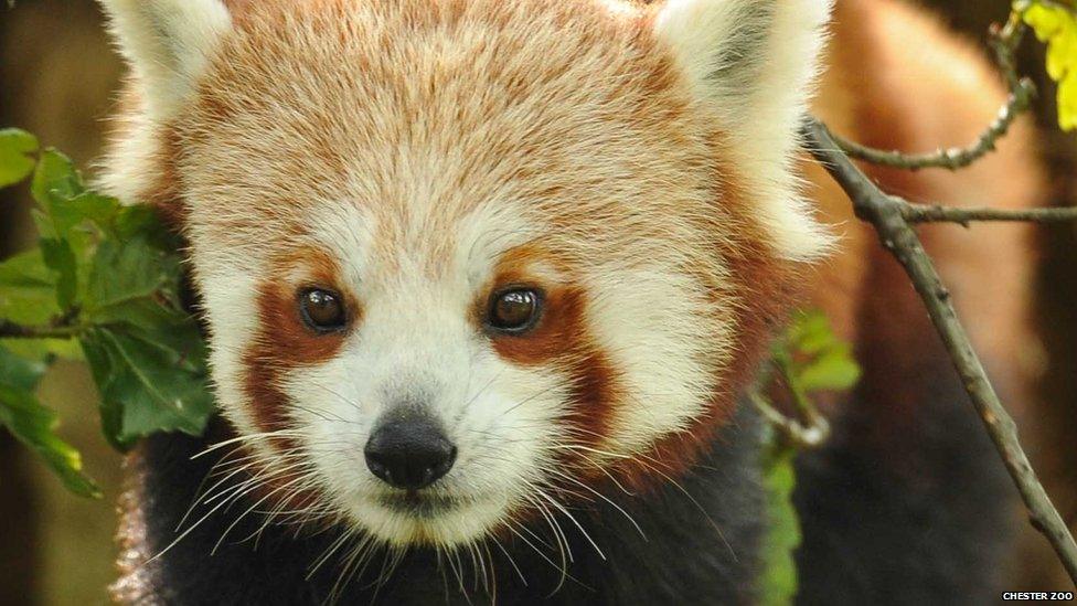 Red panda