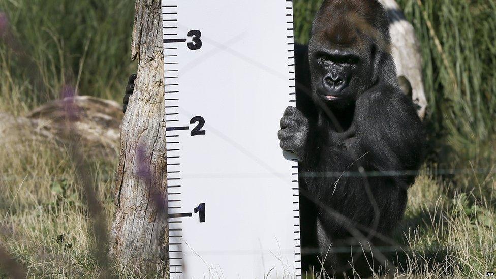 Gorilla holding ruler