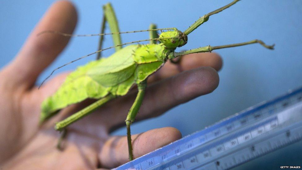 jungle nymph