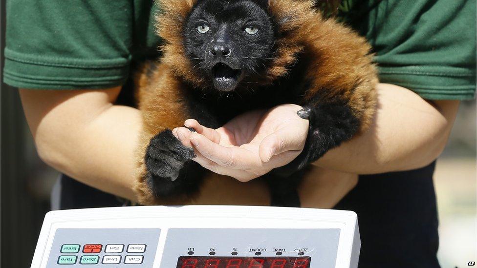 Lemur being weighed