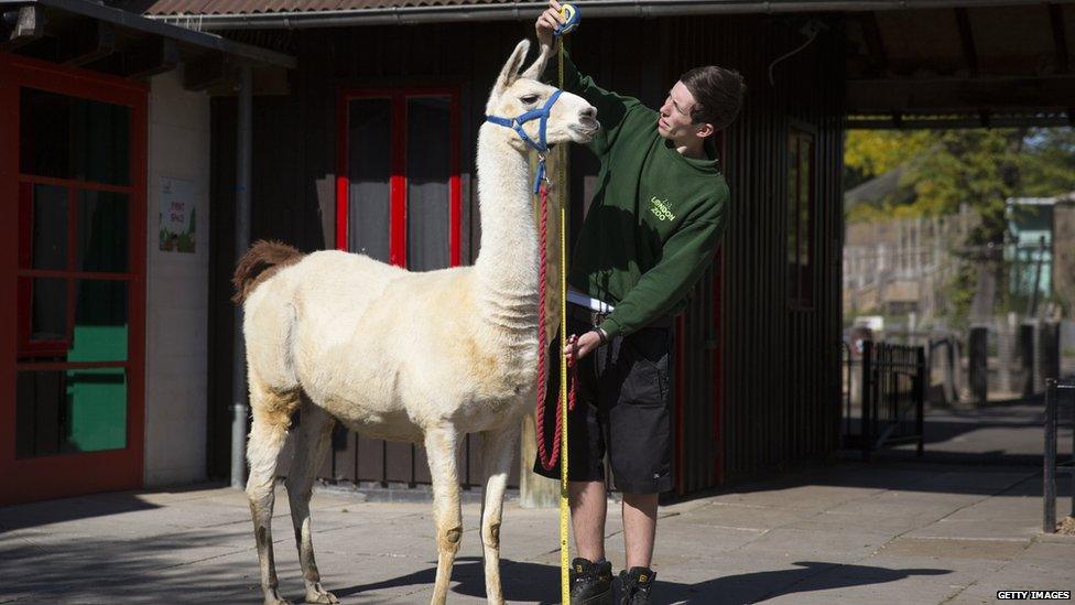 Llama being measured