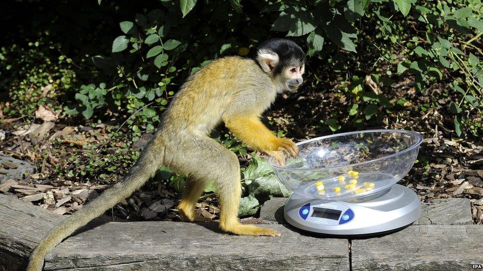 Squirrel monkey holding scale