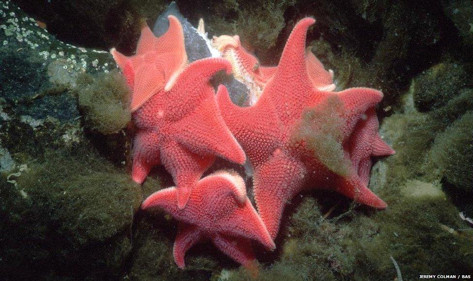 cushion stars