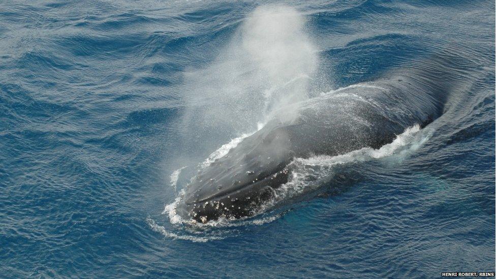 humpback whale