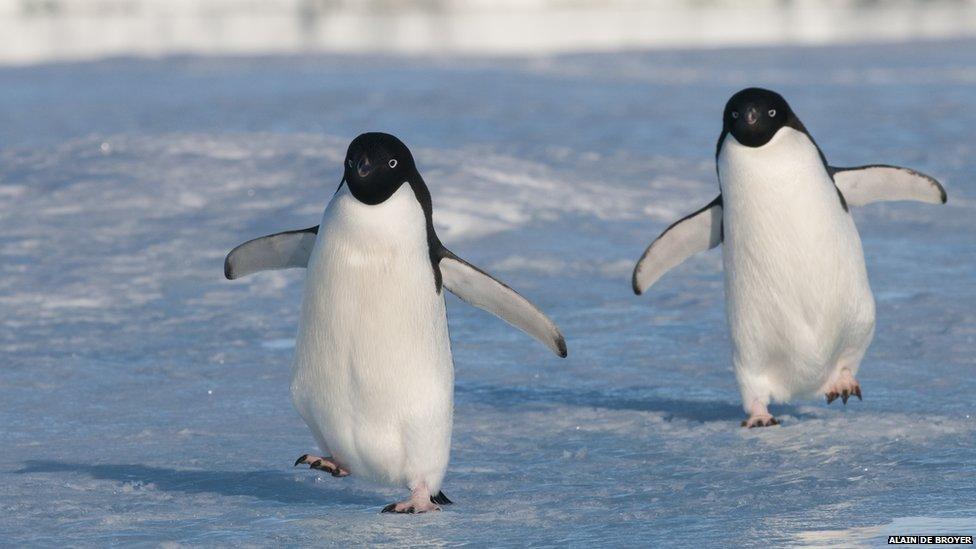 penguins