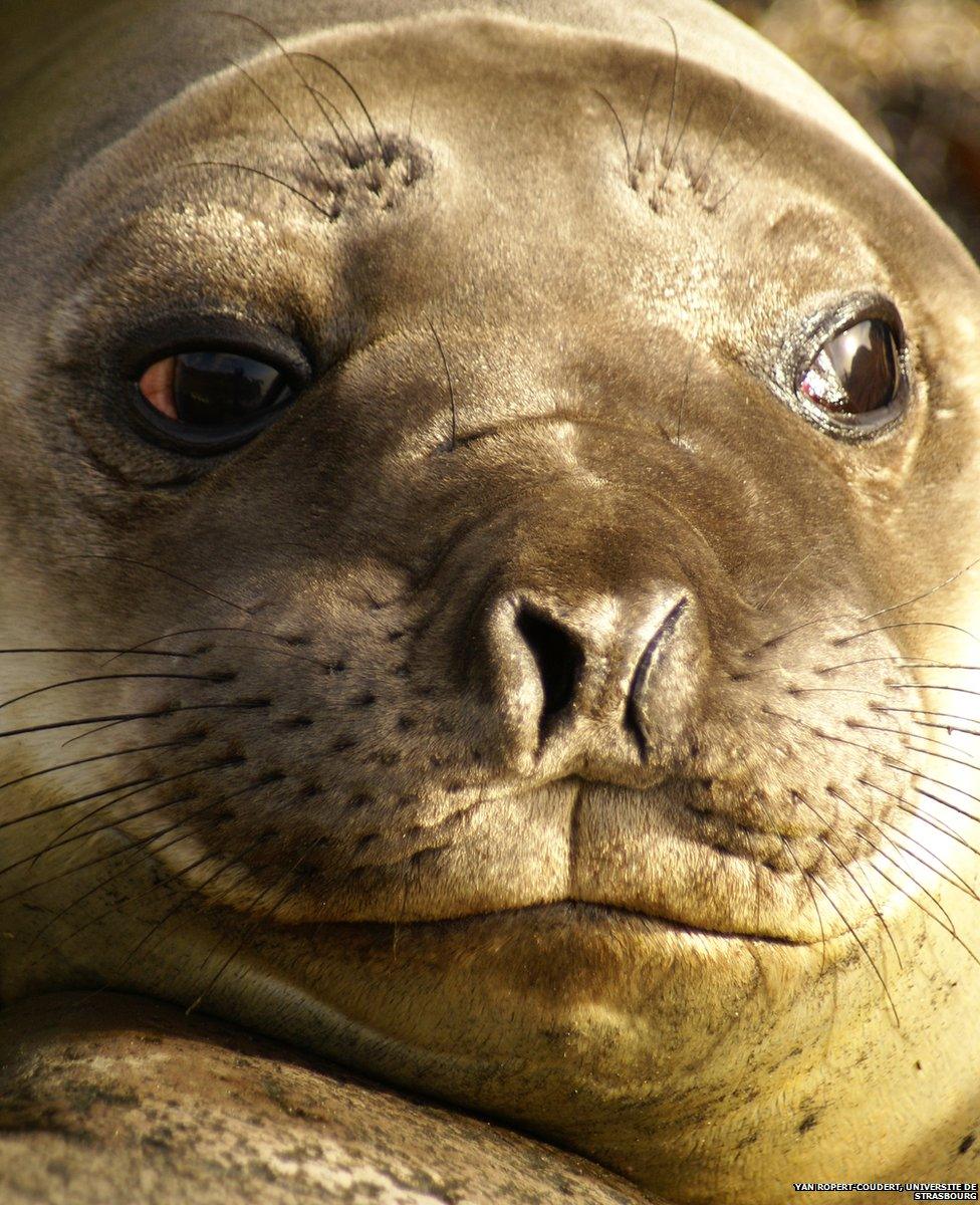 elephant seal