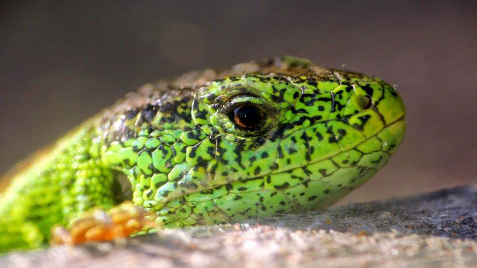 Sand lizard, one of the top 10 reptiles and amphibians avoiding extinction with the help of zoos.