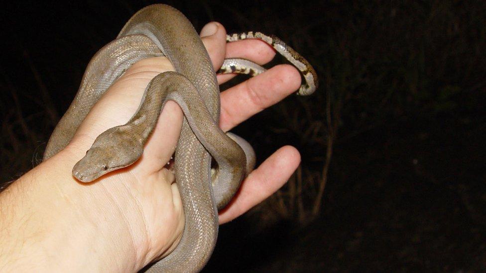 Round Island Boa