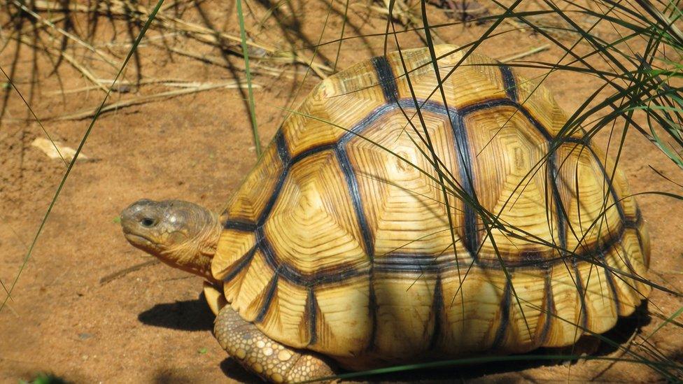 Ploughshare tortoise