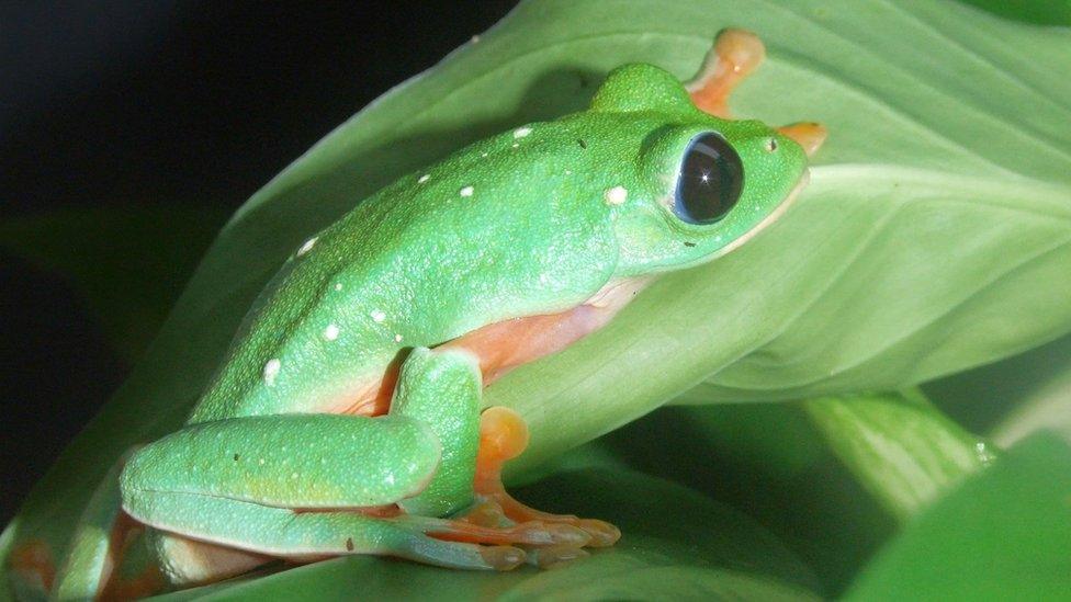 Morelet's leaf frog