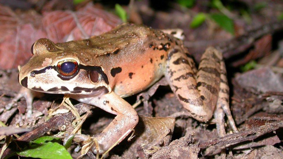 Mountain Chicken Frog