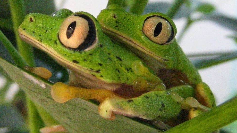 Lemur leaf frogs