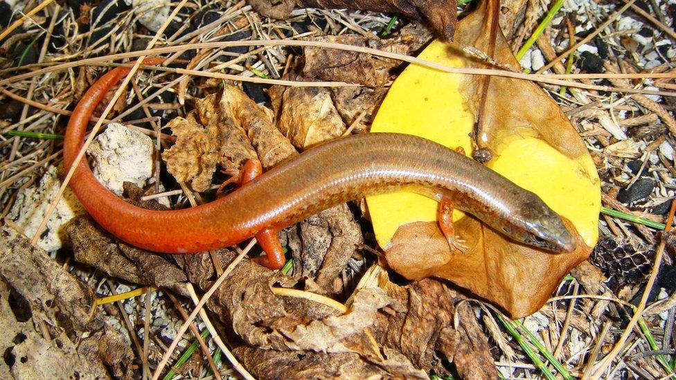 Orange Tailed Skink