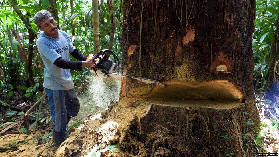 Paulo's brother-in-law uses a chainsaw to cut a tree in the indigenous area of Fray Pedro in Peru on 13 March 2013.