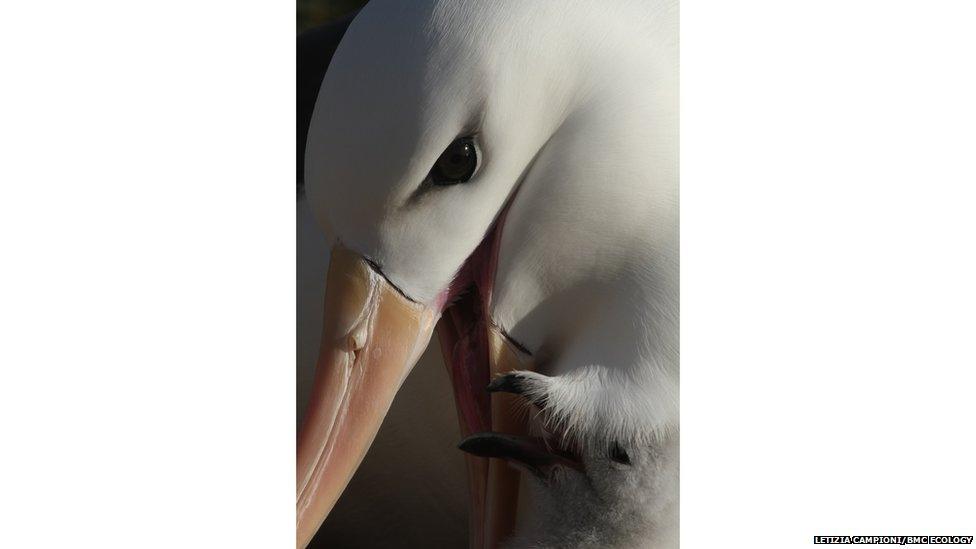 albatross