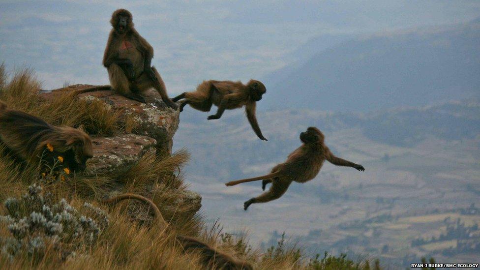 geladas