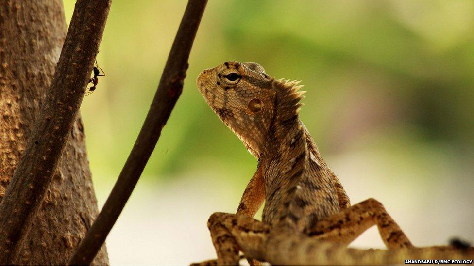 Oriental garden lizard