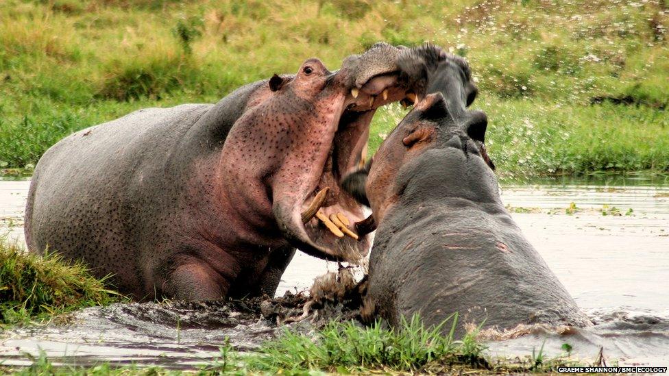 hippos