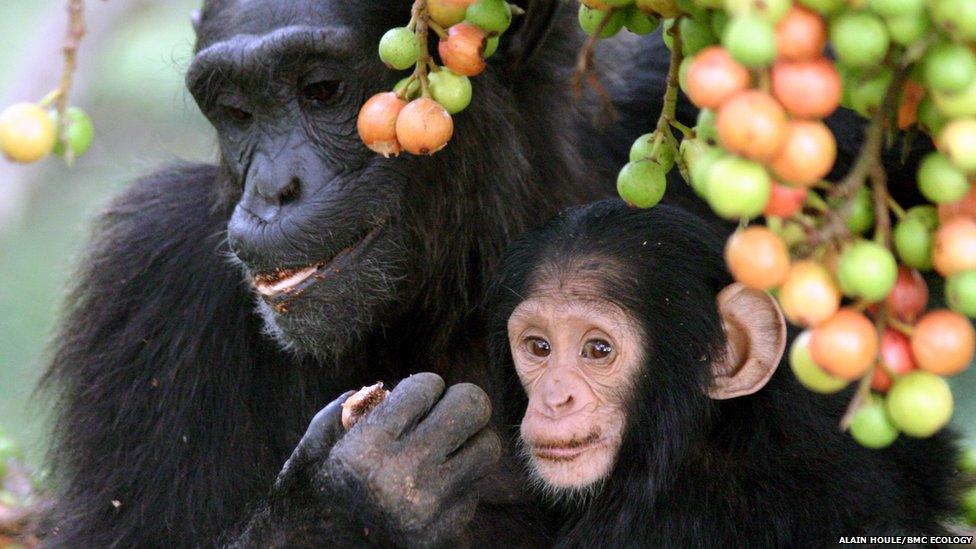 chimpanzees