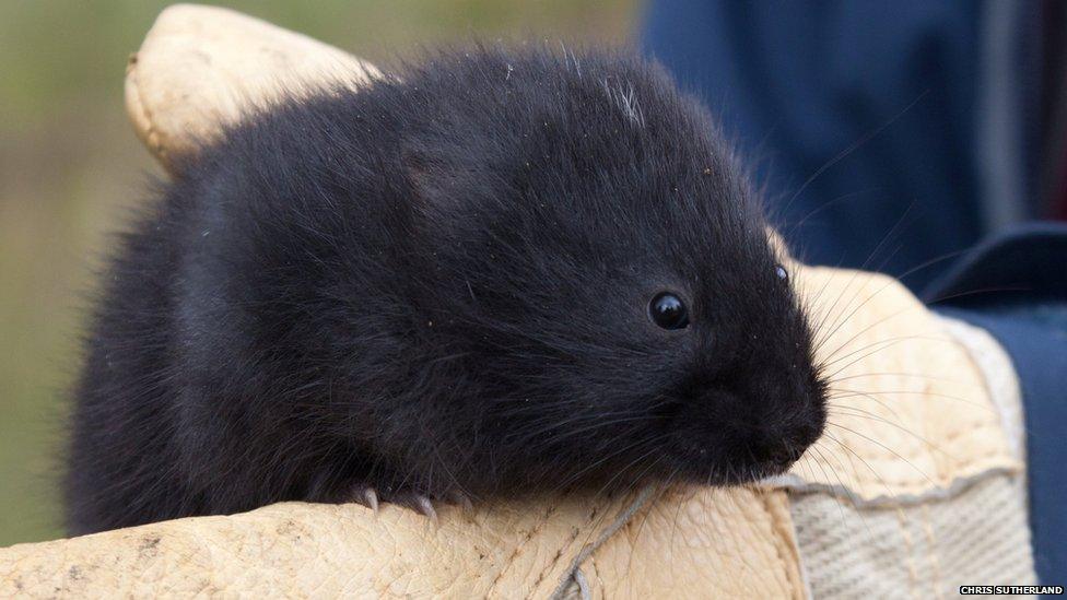 Water vole