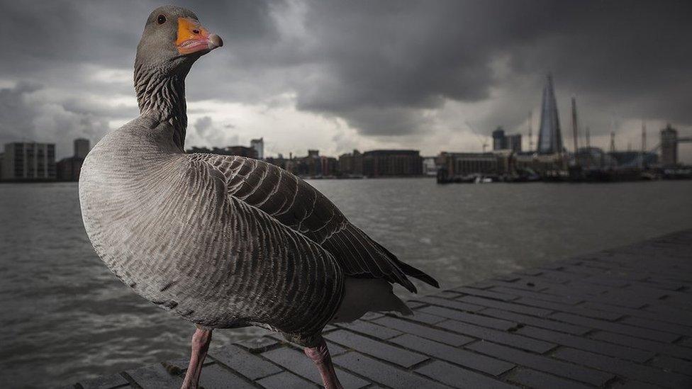 Greylag Goose taken by Lee Acaster in London