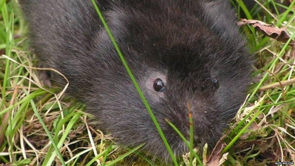 water vole