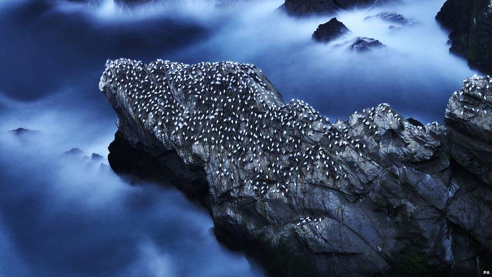 Nesting gannets taken in Shetland by Ruth Asher