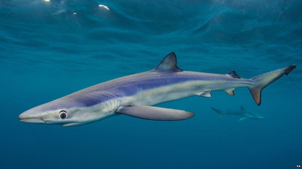 Big Blues, Blue Sharks by Alexander Mustard