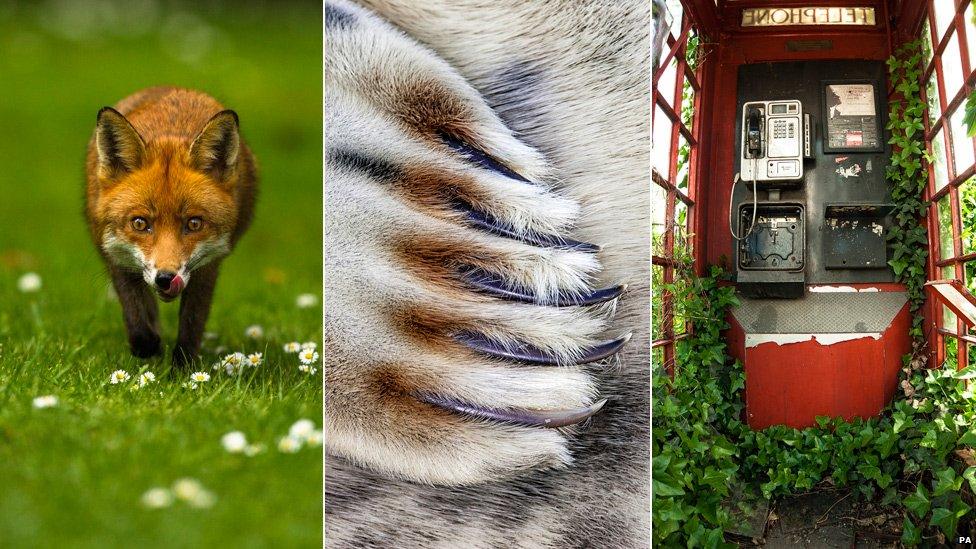 Fox taken by Joshua Burch, grey seal claw taken by Jim Greenfield and telephone box taken by Philip Braude