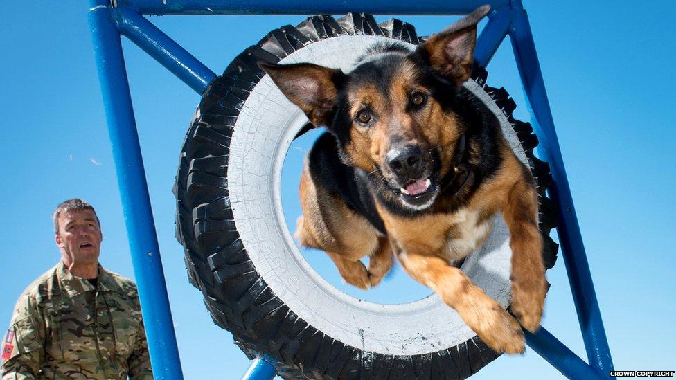 Close-up of dog jumping through a tyre