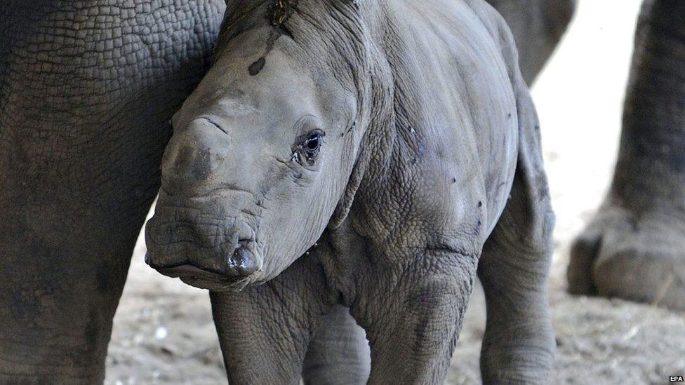 White Rhino