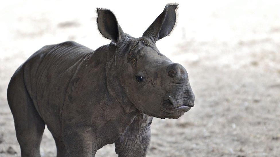 White Rhino