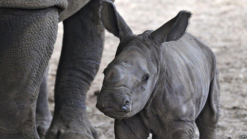 White Rhino