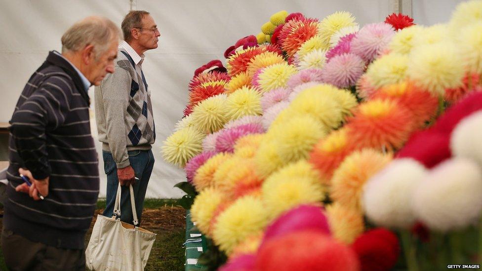 Visitors look at a display of dahlias