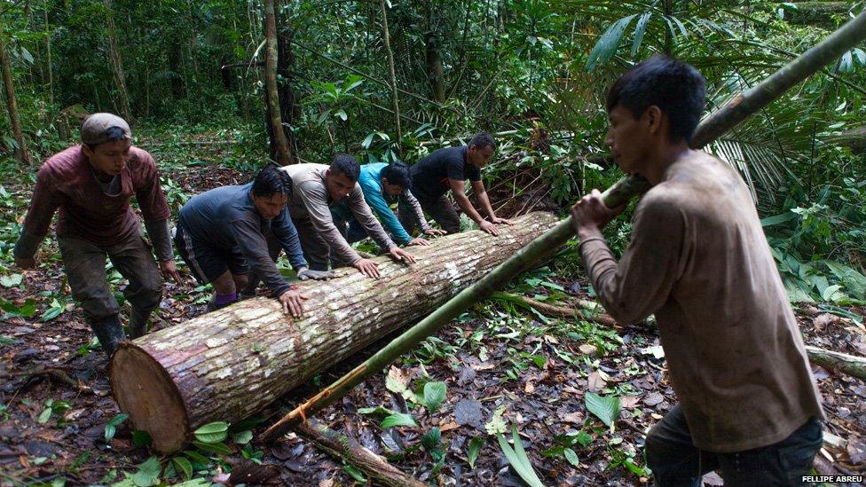 Six men push a log through the Peruvian jungle to the nearest stream on 4 April 2013