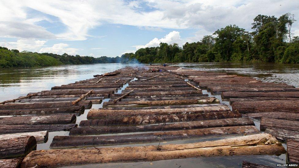 Hundreds of logs are tied together and float downriver to Islandia on 8 March 2013