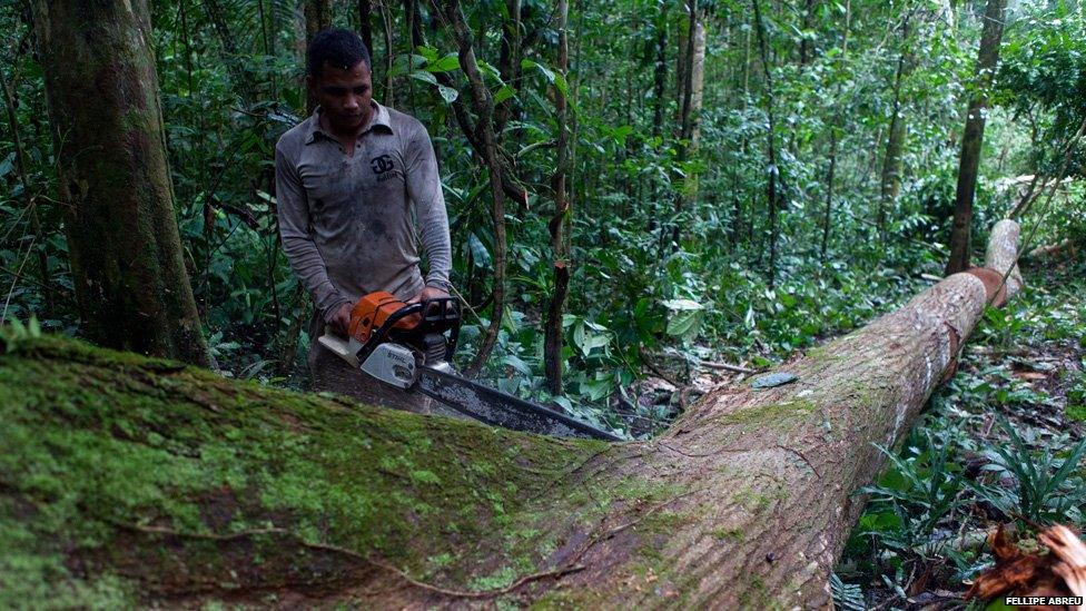 A logger saws a tree trunk into four equal chunks for easier transport in the Peruvian jungle near the shores of the river Esperanza