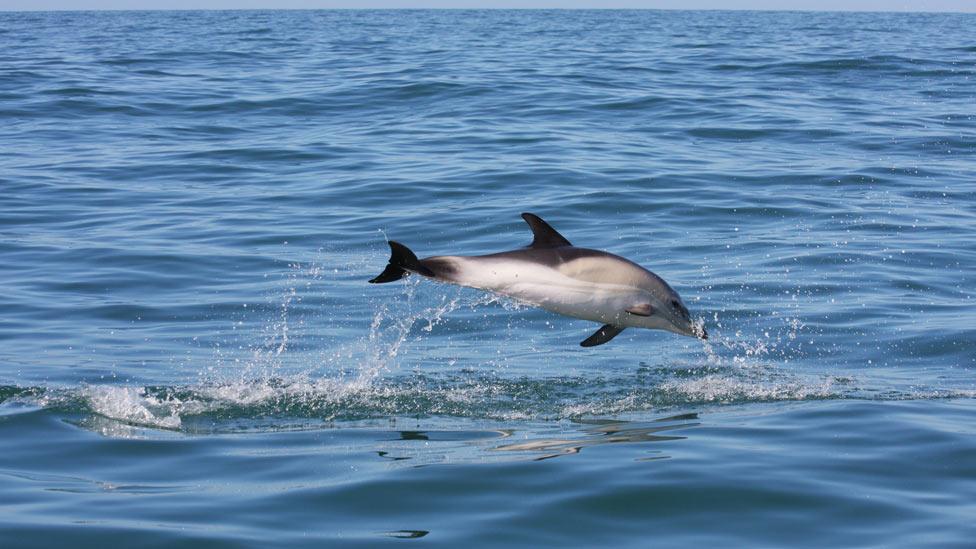 Dolphin leaping