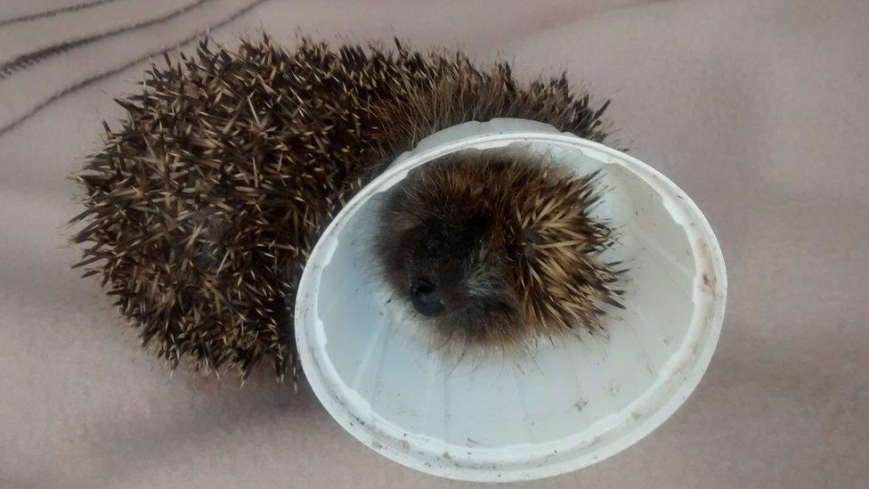 Hedgehog trapped in a plastic lid