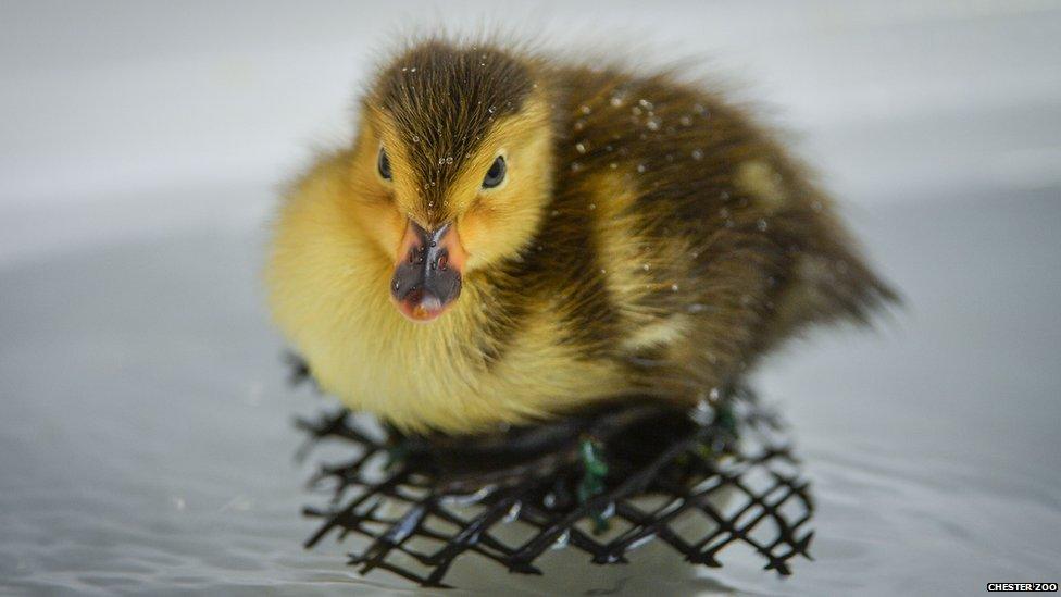 Baer’s pochard duckling
