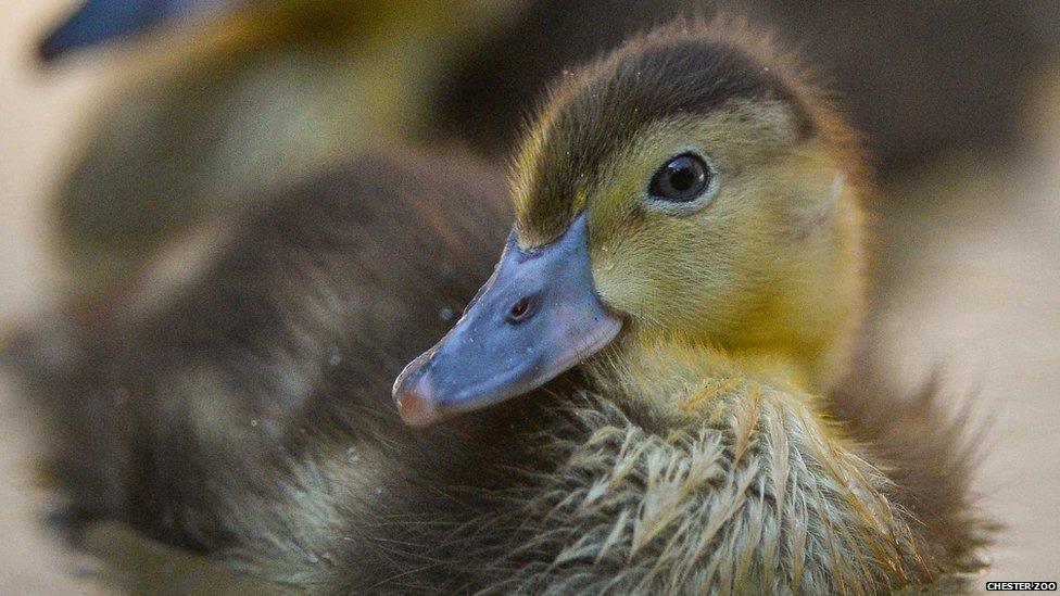Baer’s pochard duckling