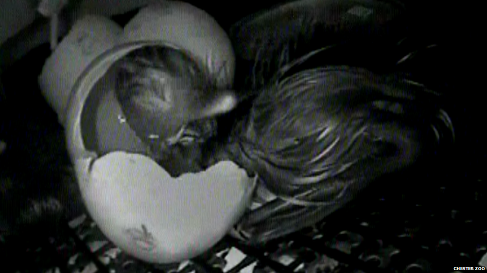 Ducklings hatching