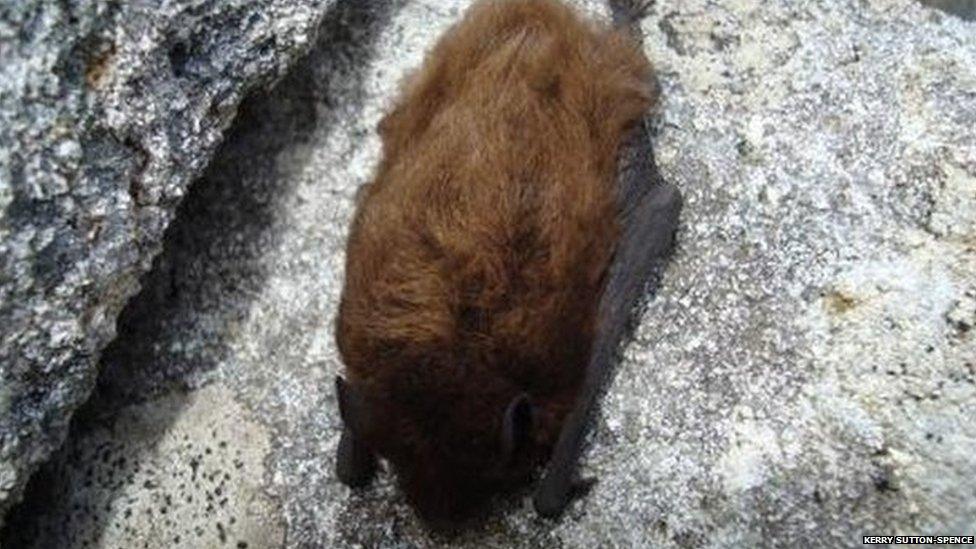 Bat on St Kilda