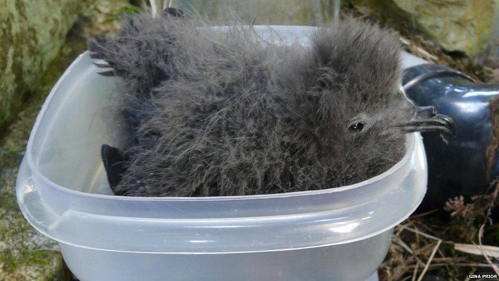 Leach's storm petrel chick being weighed