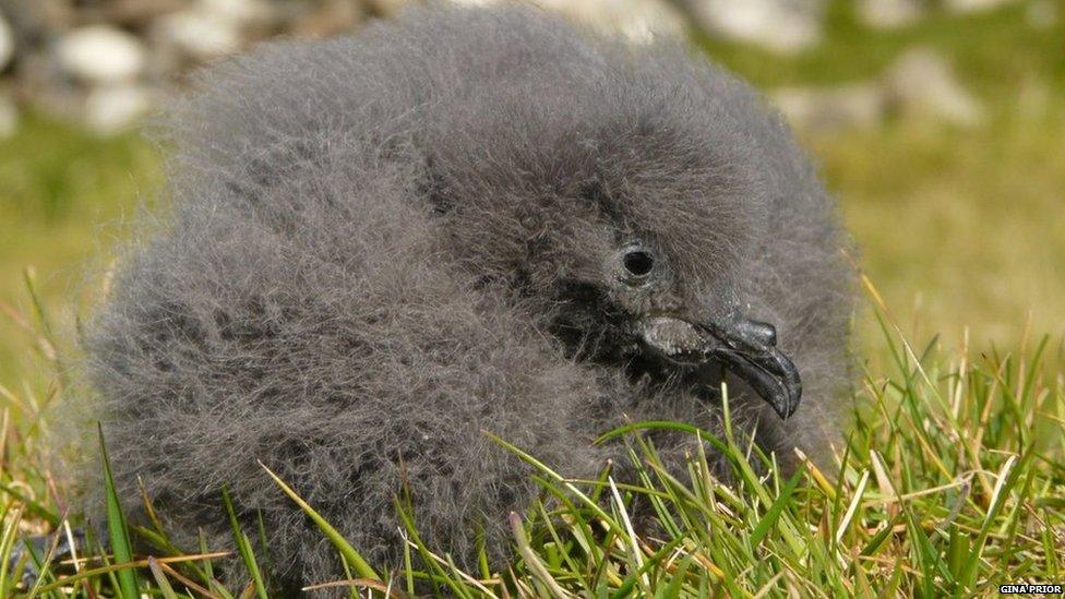 Leach's storm petrel chick