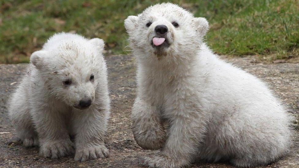 Polar bear cubs