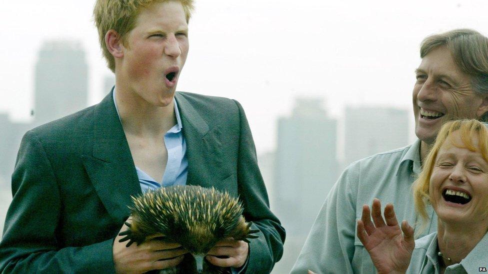 Prince Harry yelps in pain after being pricked by an echidna named Spike during a photocall at Taronga Zoo in Sydney, Australia, to mark the start of his gap year.