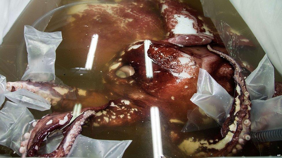Giant squid